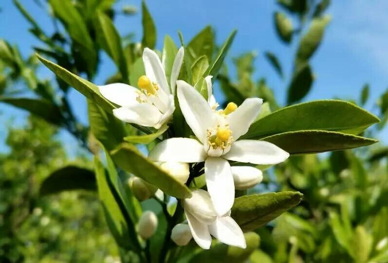 橘子花