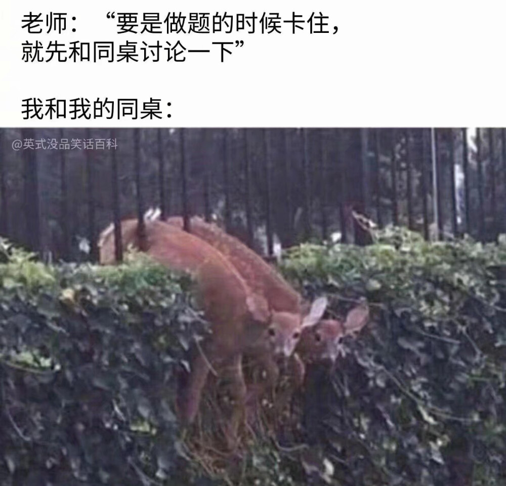 梗 笑死 沙雕