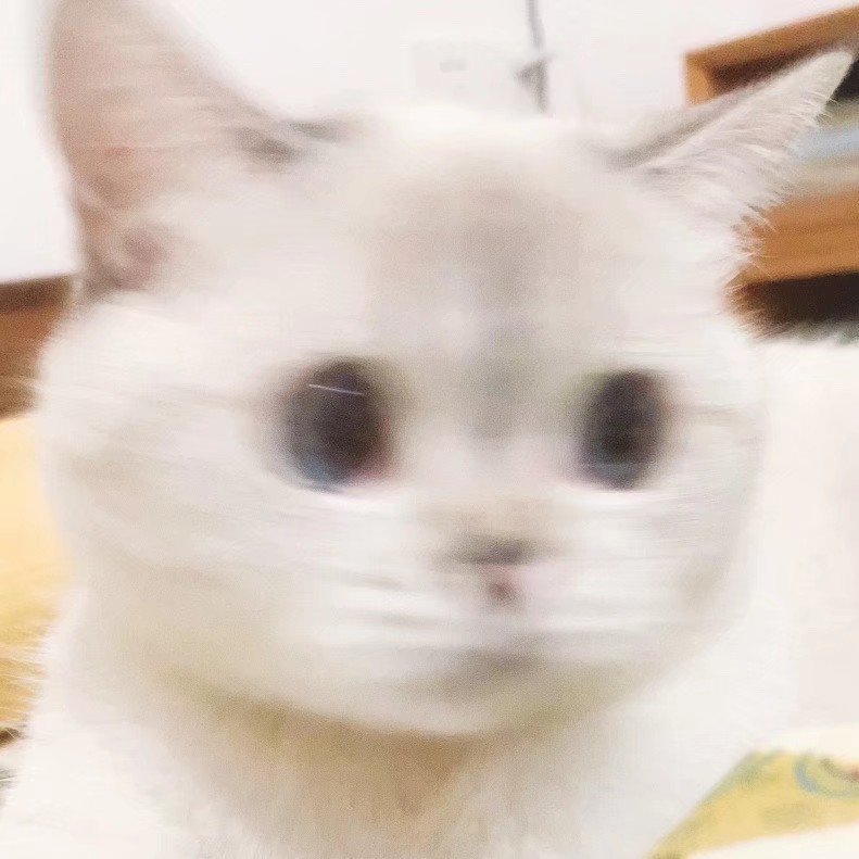 猫咪