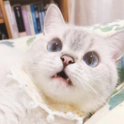 猫咪