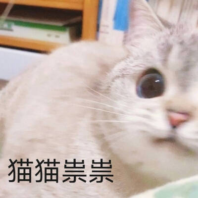 猫猫表情包