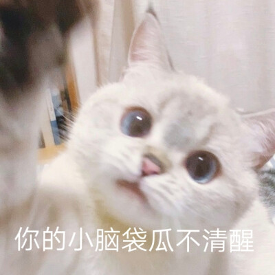 猫猫表情包