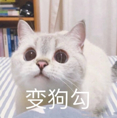 猫猫表情包