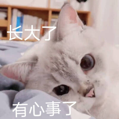 猫猫表情包