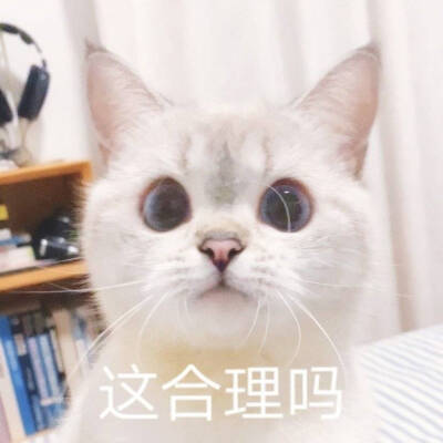 猫猫表情包