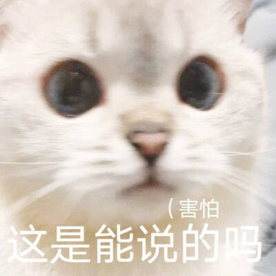 猫猫表情包