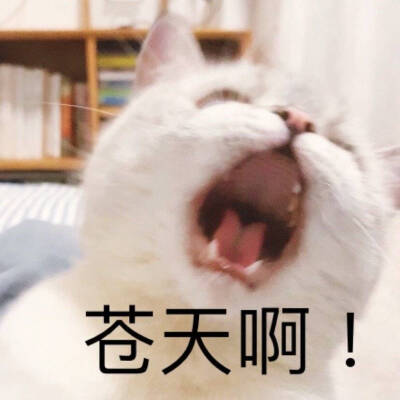 猫猫表情包