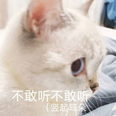 猫猫表情包