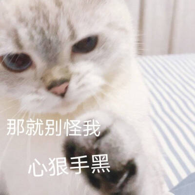 猫猫表情包