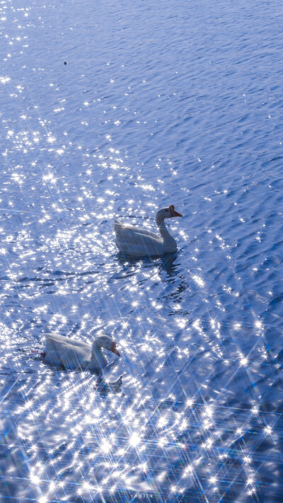 蓝与鹅