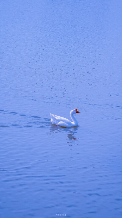 蓝与鹅