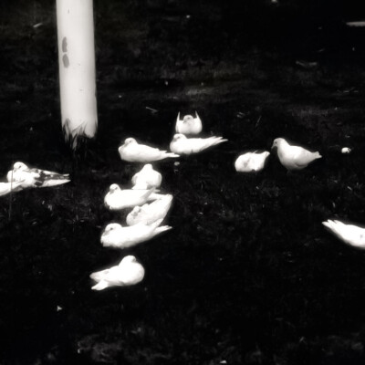 Ἄρτεμις·阿尔忒弥斯
