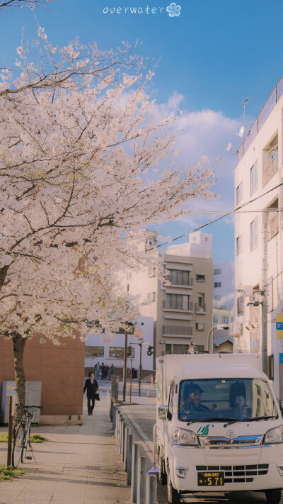 桜.
樱花
壁纸/背景图/聊天背景