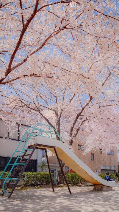 桜.
樱花
壁纸/背景图/聊天背景