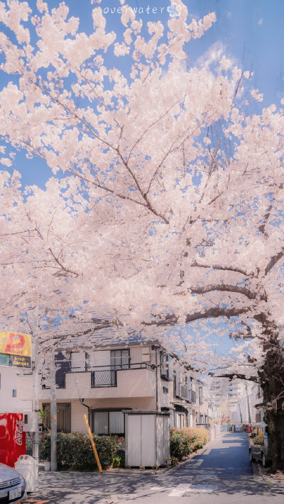 桜.
樱花
壁纸/背景图/聊天背景
