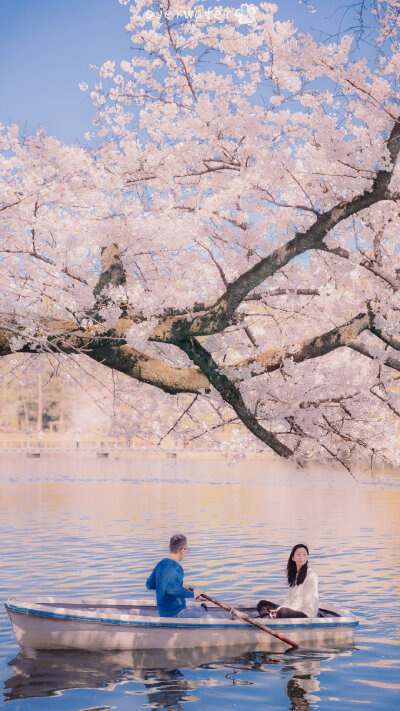 桜.
樱花
壁纸/背景图/聊天背景