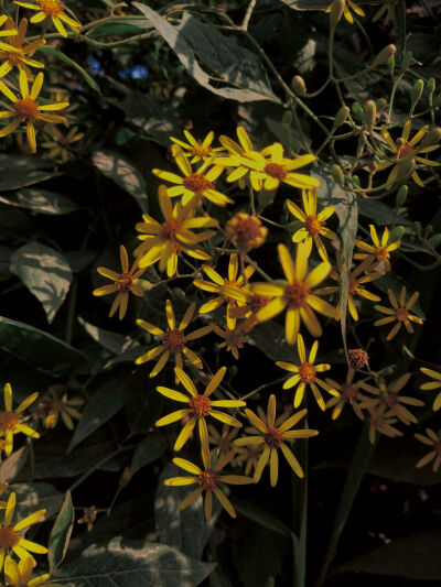 春来百花开，愿你好运来。一朵快乐花，愿你展笑颜；一朵好运花，愿你福相伴；一朵成功花，愿你前途坦；一朵祝福花，愿你心温暖。立春到了，愿你春风得意，幸福安康！