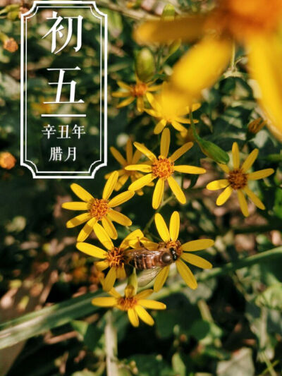 春来百花开，愿你好运来。一朵快乐花，愿你展笑颜；一朵好运花，愿你福相伴；一朵成功花，愿你前途坦；一朵祝福花，愿你心温暖。立春到了，愿你春风得意，幸福安康！