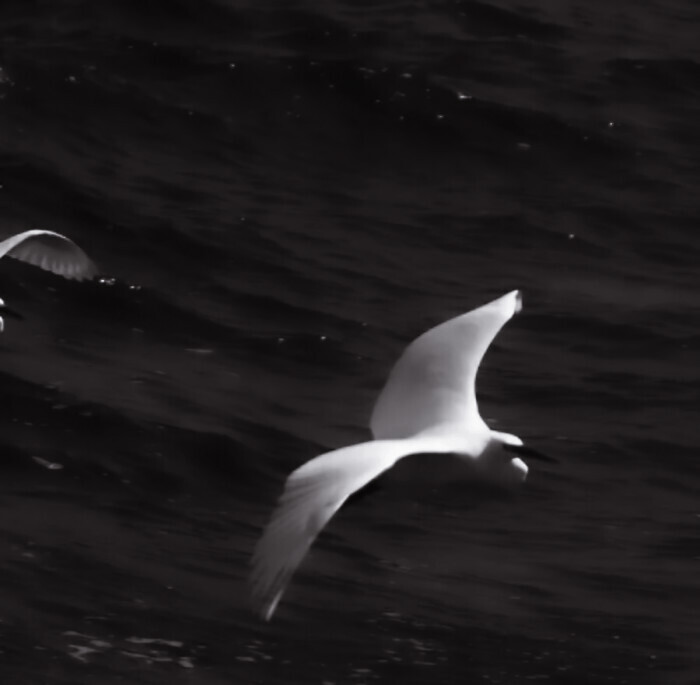 银色海洋上空的独鸥。
©Goldenslumber91