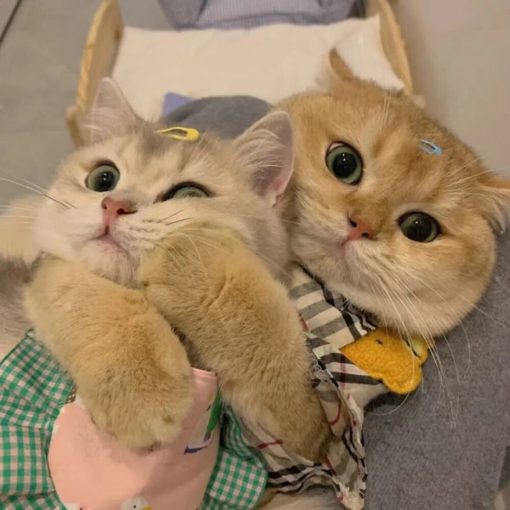 猫猫情侣头像
