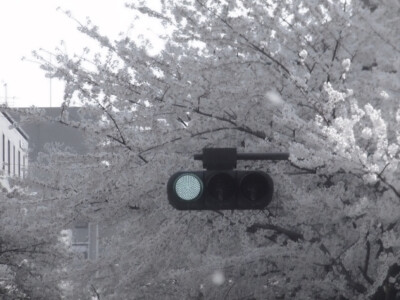 
* my clarity jisoo (我们的爱不会是悲剧结尾)