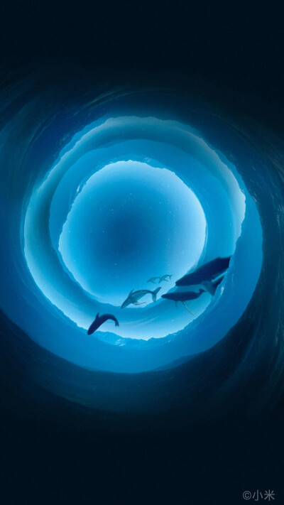 很多事情呢，偏偏是他不在意了，你才给回应。所以趁现在。我不想等以后也不想等你有能力，我就这样出现了。朝着没有做好准备的你。
第213期鲸鱼壁纸分享。侵权删。