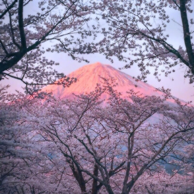 “欲落的樱花等不到富士山的日落”