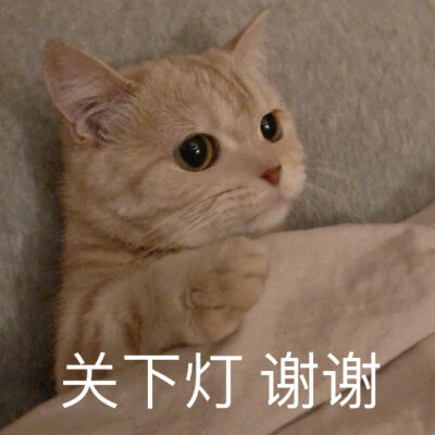 橘猫沙梨