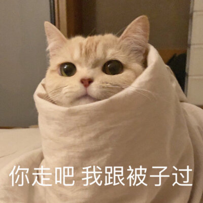 橘猫沙梨