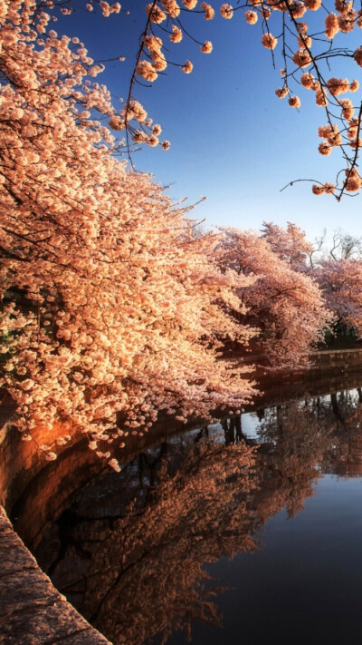 樱花街景