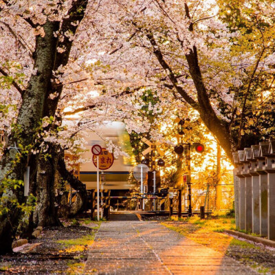 樱花街景