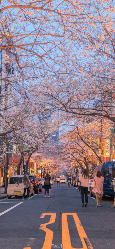 樱花街景