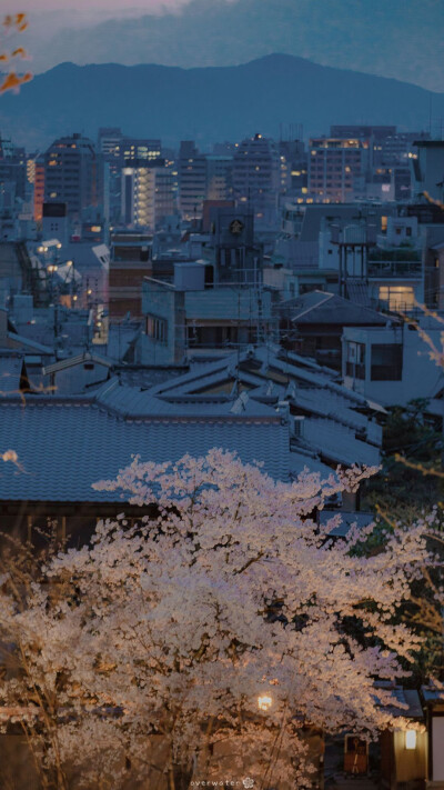 樱花街景