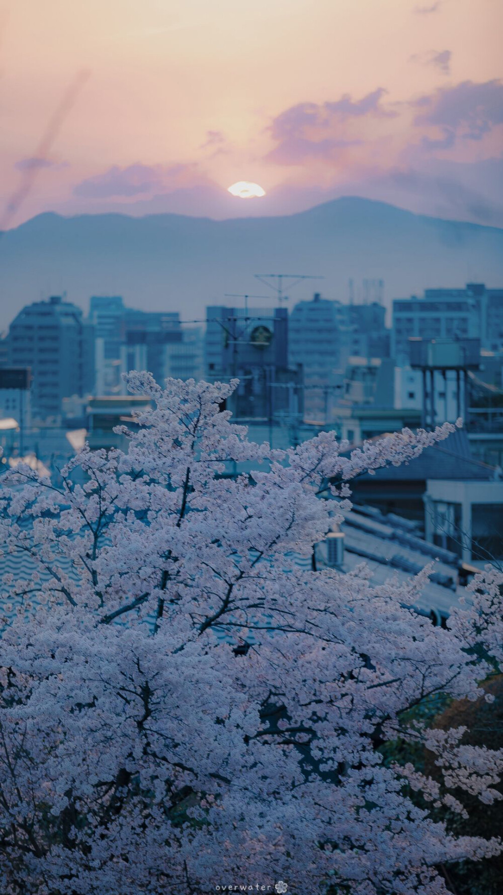 樱花街景