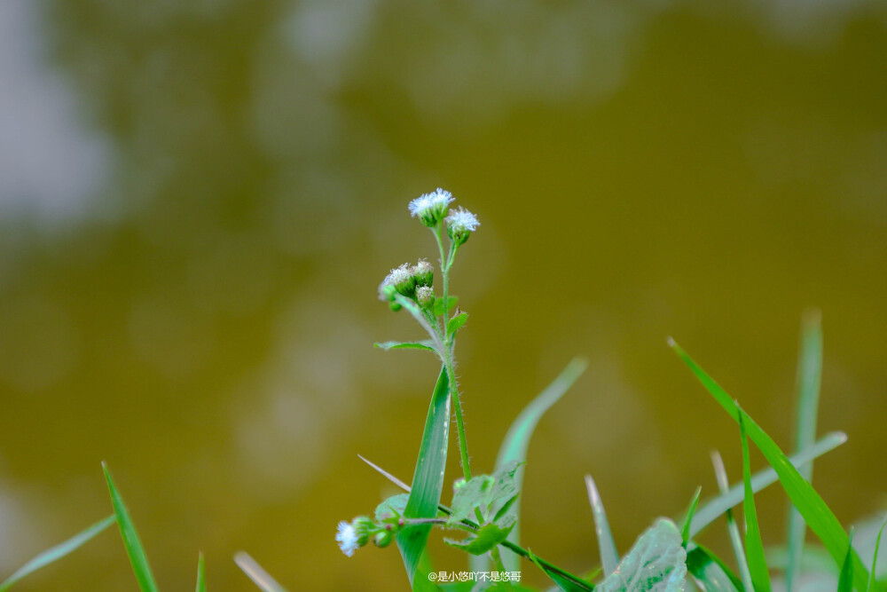 植物，摄影，风景