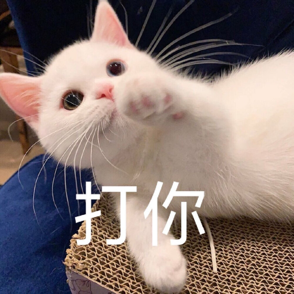 芝士奶油蛋崽 可爱猫咪