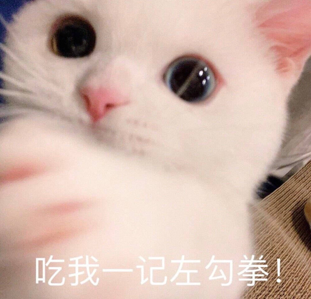 芝士奶油蛋崽 可爱猫咪