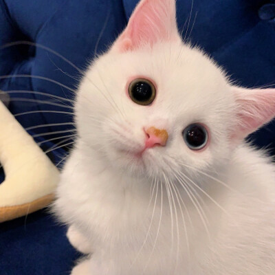 芝士奶油蛋崽 可爱猫咪