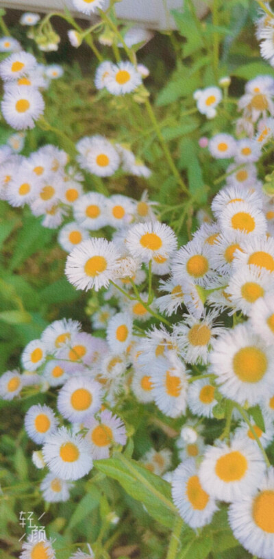 花朵