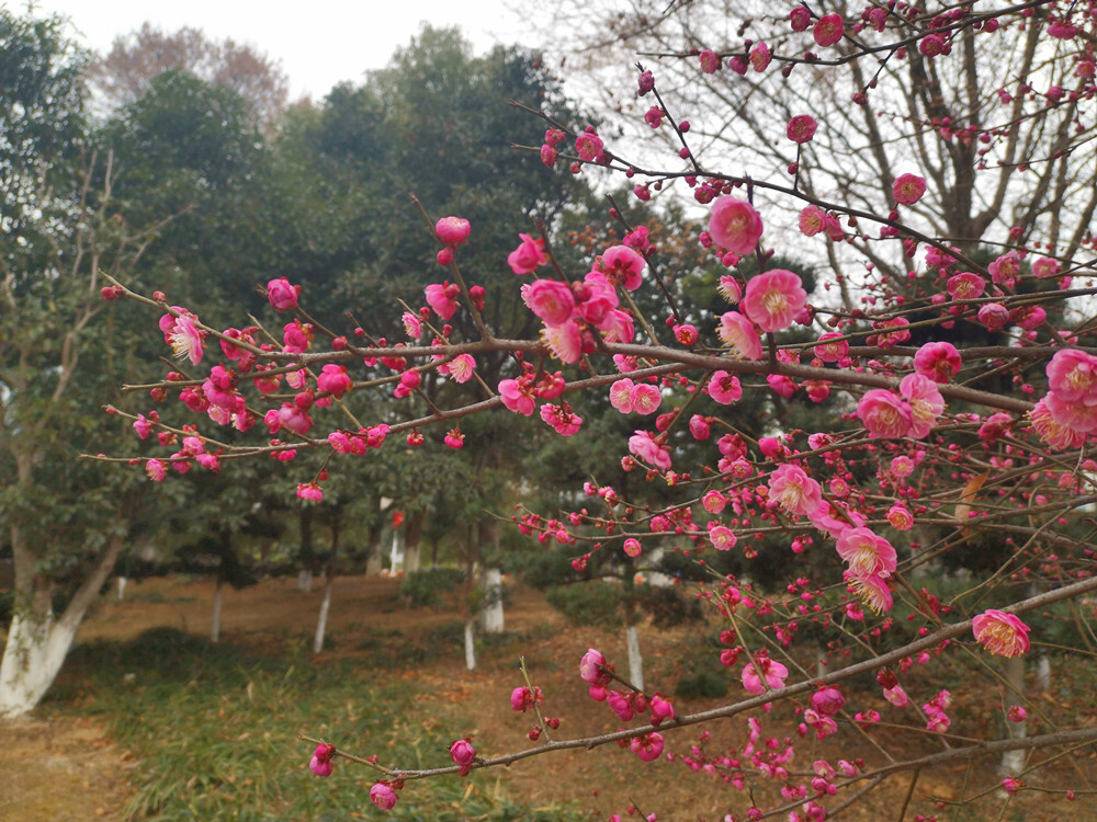 美丽吉安：天气变暖 梅花盛开
“忽然一夜清香发，散作乾坤万里春。”随着天气变暖，近日，江西吉安各个公园内的梅花悄然绽放。2月2日，在吉安城南市民广场，公园内几株梅树的树梢上挂满了红彤彤的花骨朵，一簇簇、一团团，格外迷人。微风拂过，如粉色蝴蝶翩翩起舞，清香扑鼻而来，好一幅生机盎然的景象。花开灿烂喜迎春，梅花的盛开也为即将到来的春节增添了一些喜庆的氛围。（摄/肖勇）