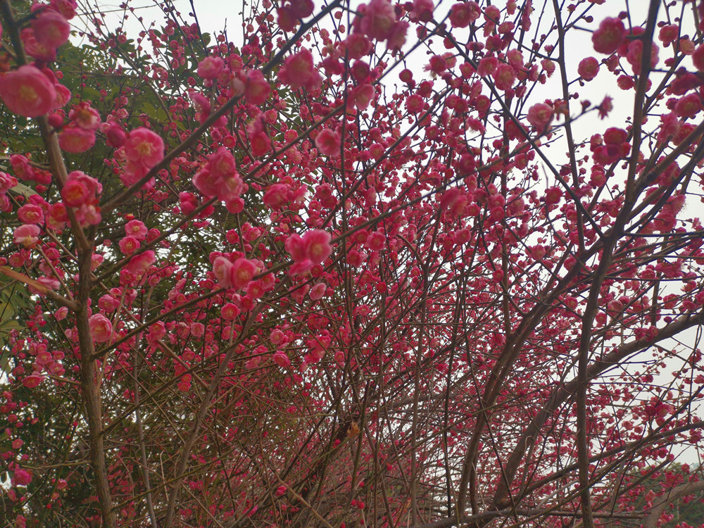 美丽吉安：天气变暖 梅花盛开
“忽然一夜清香发，散作乾坤万里春。”随着天气变暖，近日，江西吉安各个公园内的梅花悄然绽放。2月2日，在吉安城南市民广场，公园内几株梅树的树梢上挂满了红彤彤的花骨朵，一簇簇、一团团，格外迷人。微风拂过，如粉色蝴蝶翩翩起舞，清香扑鼻而来，好一幅生机盎然的景象。花开灿烂喜迎春，梅花的盛开也为即将到来的春节增添了一些喜庆的氛围。（摄/肖勇）