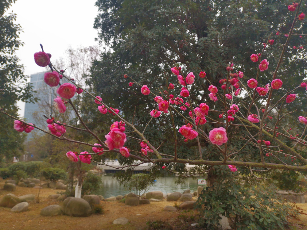 美丽吉安：天气变暖 梅花盛开
“忽然一夜清香发，散作乾坤万里春。”随着天气变暖，近日，江西吉安各个公园内的梅花悄然绽放。2月2日，在吉安城南市民广场，公园内几株梅树的树梢上挂满了红彤彤的花骨朵，一簇簇、一团团，格外迷人。微风拂过，如粉色蝴蝶翩翩起舞，清香扑鼻而来，好一幅生机盎然的景象。花开灿烂喜迎春，梅花的盛开也为即将到来的春节增添了一些喜庆的氛围。（摄/肖勇）