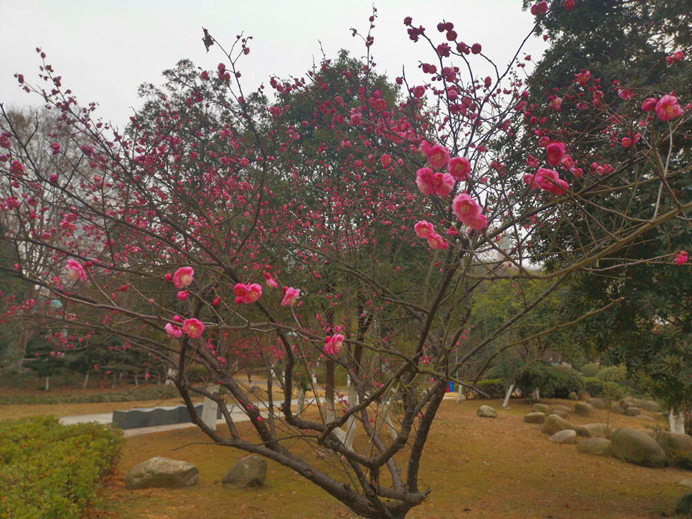 美丽吉安：天气变暖 梅花盛开
“忽然一夜清香发，散作乾坤万里春。”随着天气变暖，近日，江西吉安各个公园内的梅花悄然绽放。2月2日，在吉安城南市民广场，公园内几株梅树的树梢上挂满了红彤彤的花骨朵，一簇簇、一团团，格外迷人。微风拂过，如粉色蝴蝶翩翩起舞，清香扑鼻而来，好一幅生机盎然的景象。花开灿烂喜迎春，梅花的盛开也为即将到来的春节增添了一些喜庆的氛围。（摄/肖勇）