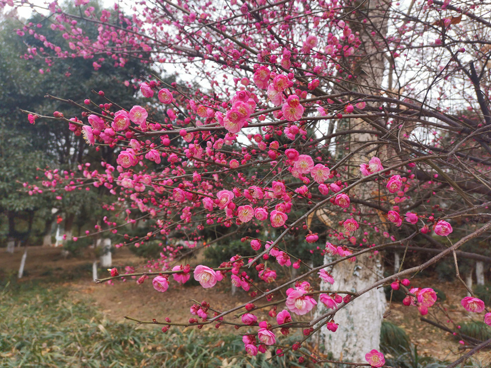 美丽吉安：天气变暖 梅花盛开
“忽然一夜清香发，散作乾坤万里春。”随着天气变暖，近日，江西吉安各个公园内的梅花悄然绽放。2月2日，在吉安城南市民广场，公园内几株梅树的树梢上挂满了红彤彤的花骨朵，一簇簇、一团团，格外迷人。微风拂过，如粉色蝴蝶翩翩起舞，清香扑鼻而来，好一幅生机盎然的景象。花开灿烂喜迎春，梅花的盛开也为即将到来的春节增添了一些喜庆的氛围。（摄/肖勇）