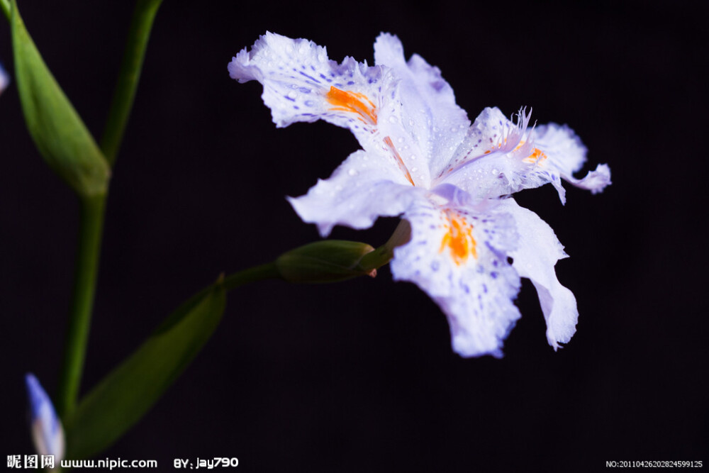 鸢尾花