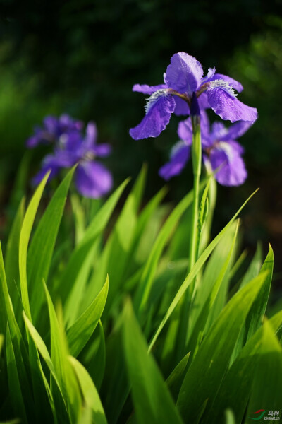 鸢尾花