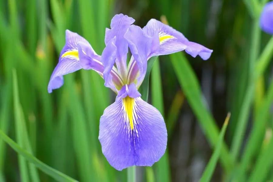 鸢尾花