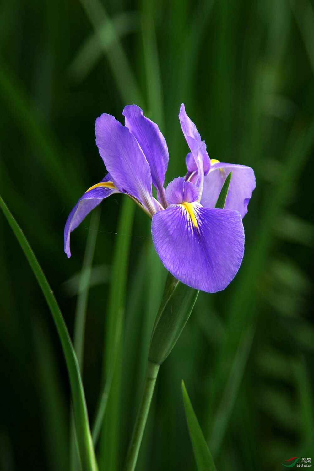 鸢尾花