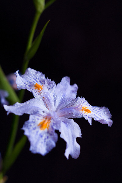 鸢尾花