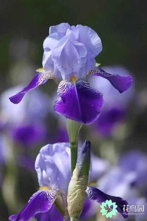 鸢尾花